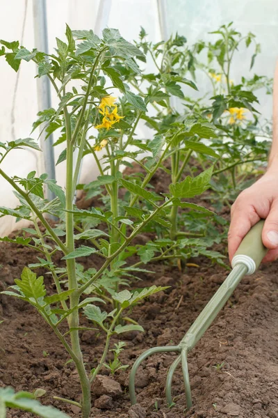 Gardene Uvolňující Půdu Kolem Mladých Kvetoucích Rajčat Skleníku Pěstování Rajčat — Stock fotografie