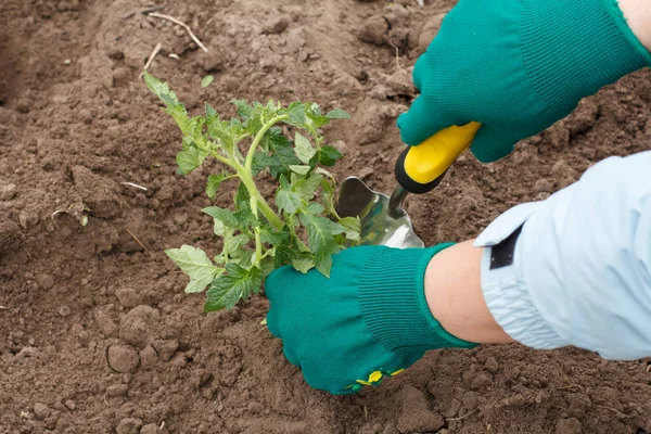 Nahaufnahme Einer Gärtnerin Handschuhen Die Einen Tomatensetzling Die Erde Eines — Stockfoto