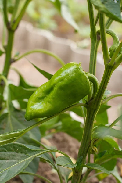 Unripe Green Bell Pepper Growing Bush Garden Bulgarian Sweet Pepper Stock Picture