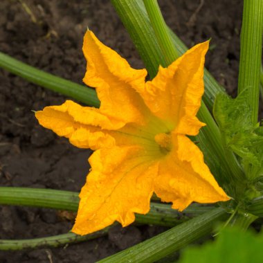 Çalılıkta yetişen sebze iliği çiçeği. Yaz bahçesinde kabak bitki ve çiçek.