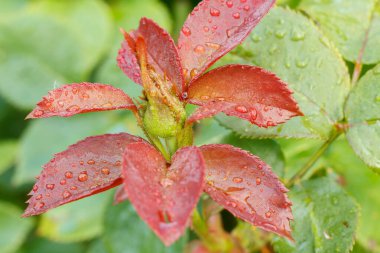 Sapında gül tomurcuğunun yakın görüntüsü ve bulanık doğal arkaplanda su damlaları olan yapraklar. Sığ alan derinliği.