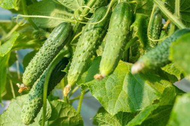 Yapraklı yeşil salatalıklar. Bahçede salatalıklar yetişiyor..