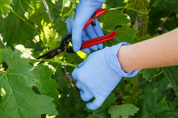葡萄灌木卸下 人们在葡萄园里清除多余的葡萄叶子 季节性的仪容整洁 — 图库照片