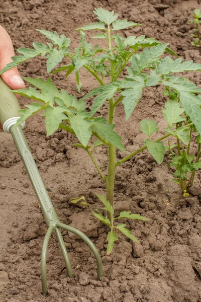 Arbusto Tomate Joven Creciendo Jardín Mano Masculina Con Rastrillo Mano —  Fotos de Stock