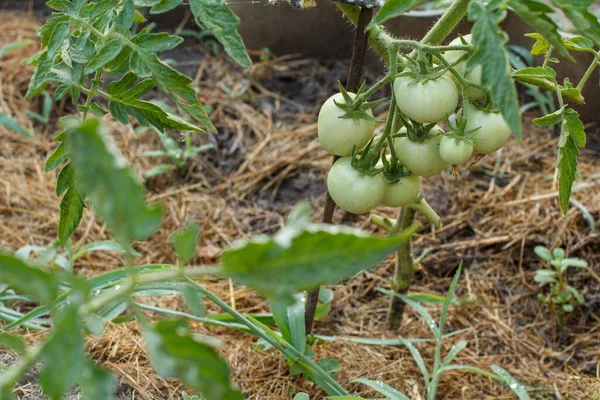 庭のベッドで成長している熟した緑色のトマト 茂みの上に緑のトマトの果物と温室 トップ表示 — ストック写真