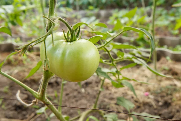 Tomate Verde Não Maduro Crescendo Arbusto Jardim Arbusto Tomate Uma — Fotografia de Stock