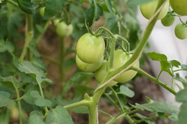 Unreife Grüne Tomaten Die Sträuchern Garten Wachsen Gewächshaus Mit Den — Stockfoto