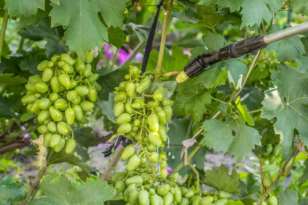 Petani Melindungi Semak Anggur Dari Penyakit Jamur Atau Hama Dengan — Stok Foto