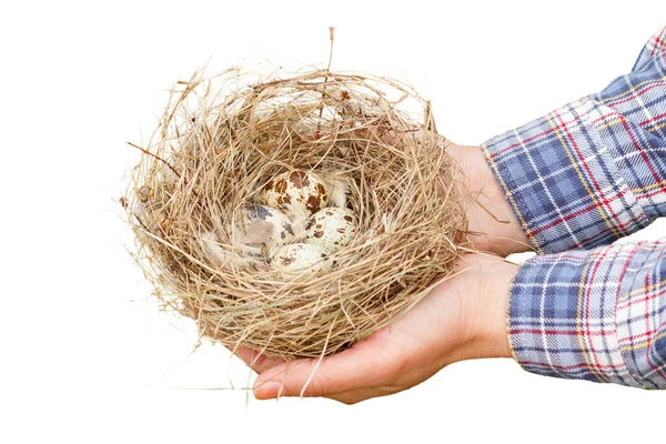 Female Hands Carefully Holding Nest Eggs Quail White Isolated Background — Stock Photo, Image