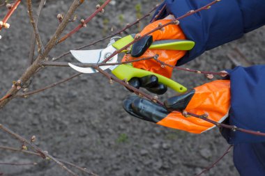 Dişi çiftçi bahçeyle ilgileniyor. Bahar meyvelerinin budanması. Nektarin ağacının ucunu budama makasıyla kesen kadın..
