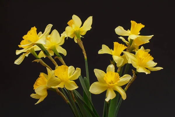 Close View Bouquet Beautiful Yellow Daffodils Black Background — Stock Photo, Image