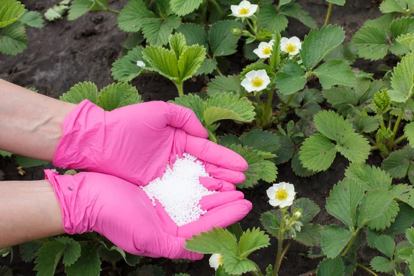 Фермерські Руки Одягнені Гумові Рукавички Дають Хімічне Добриво Молодим Полуничним — стокове фото