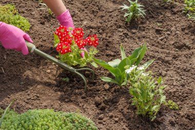 Bahçıvan bahçe yatağında tırmık kullanarak kırmızı verbena çiçeği ekiyor. Çiçekli yatak organizasyonu.