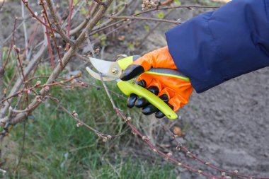Dişi çiftçi bahçeyle ilgileniyor. Bahar meyvelerinin budanması. Eldivenli bir kadın Nektarin ağacının uçlarını keser..