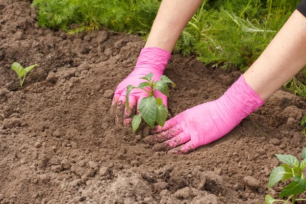 Feche Mãos Jardineiro Feminino Luvas Látex Plantando Mudas Pimentão Solo — Fotografia de Stock