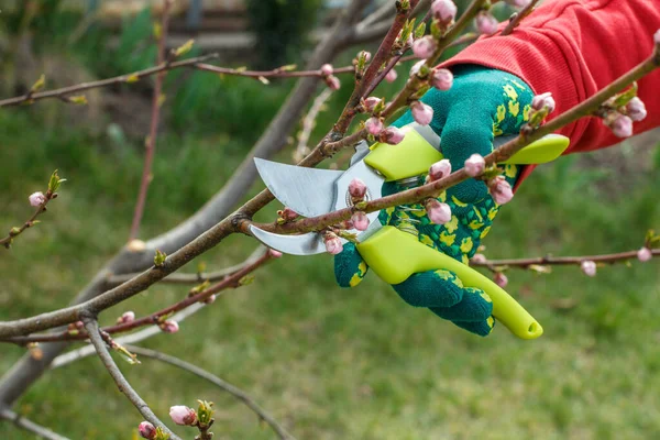 Agricultor Toma Conta Jardim Poda Primavera Árvore Fruto Homem Luva — Fotografia de Stock