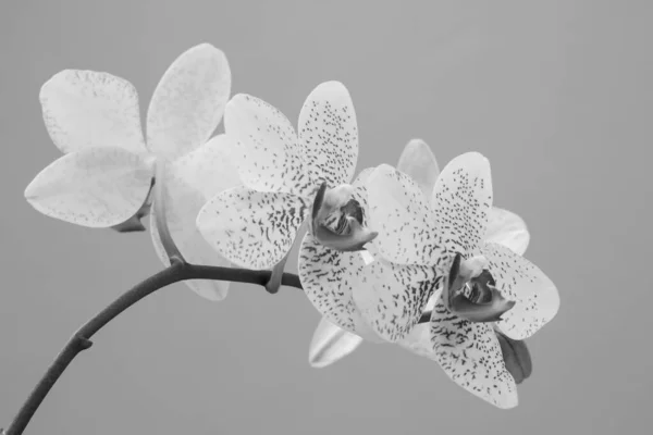 Květiny Orchideje Černobílých Barvách Mělká Hloubka Pole — Stock fotografie