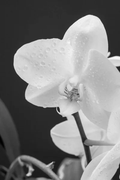 Close-up view of an orchis flower in black and white colors. Shallow depth of field.