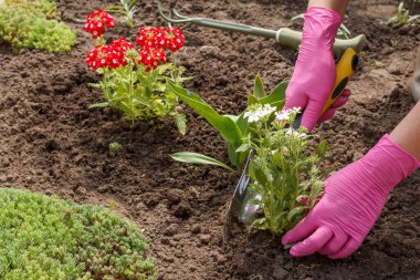 Bahçıvan bir bahçe yatağına beyaz verbena çiçeği ekiyor. Çiçekli yatak organizasyonu.