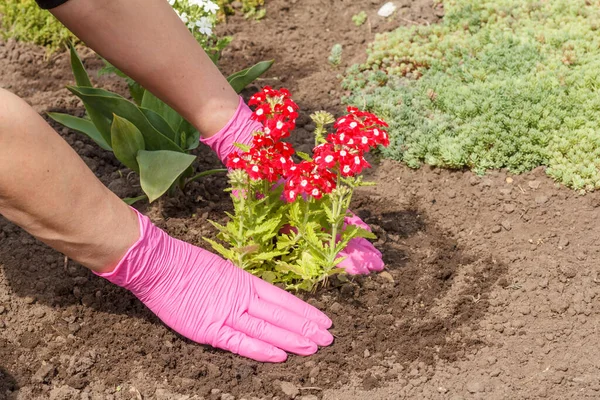 Jardinier Plante Des Fleurs Verveine Rouge Dans Lit Jardin Organisation — Photo