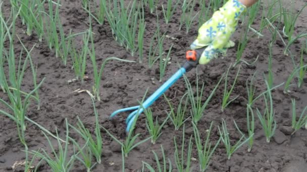 Agricultor Está Aflojando Suelo Alrededor Las Camas Con Cebollas Verdes — Vídeo de stock
