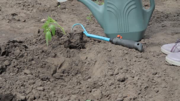 Jardinero Femenino Cerca Está Plantando Plántulas Tomate Suelo Del Jardín — Vídeos de Stock