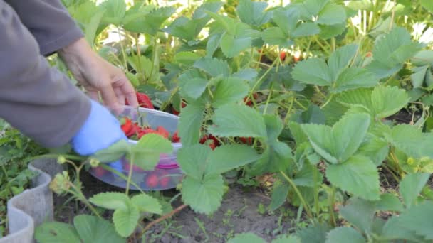 女性農家はベッドの上で新鮮な赤い熟したイチゴを選んでプラスチック製のボウルに入れています 庭で新鮮な果実の夏の収穫 — ストック動画