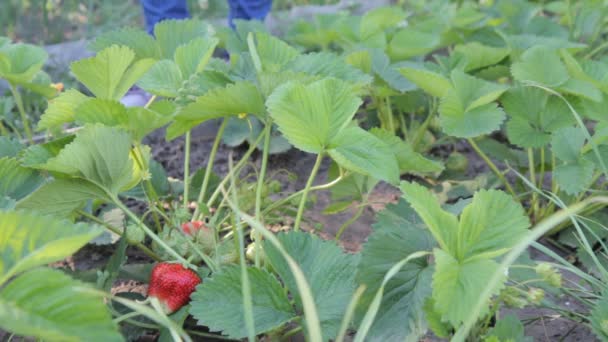 Tuinman Plukt Verse Rode Rijpe Aardbeien Het Bed Zet Plastic — Stockvideo