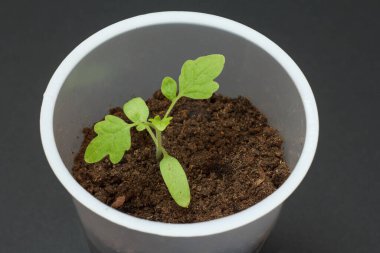 Toprakta taze domates tohumu olan plastik bir kutu yakın plan. Üst Manzara. Sebze yetiştirme.