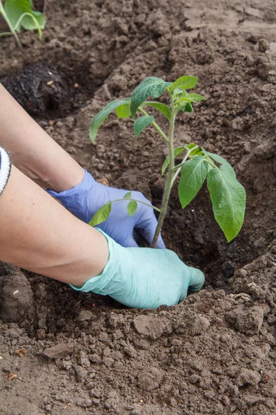 Hände Einer Gärtnerin Handschuhen Die Tomatensämlinge Den Boden Des Gartens — Stockfoto