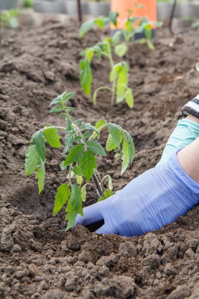 Gärtnerin Mit Handschuhen Die Tomatensetzlinge Den Boden Des Gartens Pflanzt — Stockfoto
