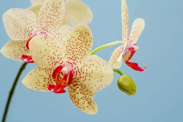 Detailní Záběry Pupeny Orchideje Květiny Modrém Pozadí — Stock fotografie