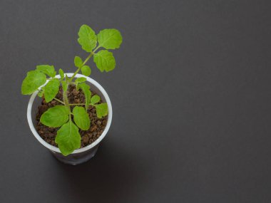Toprakta taze domates tohumu olan plastik bir teneke kutuyu kapat. Kopyalama alanı olan üst görünüm. Sebze yetiştirme.
