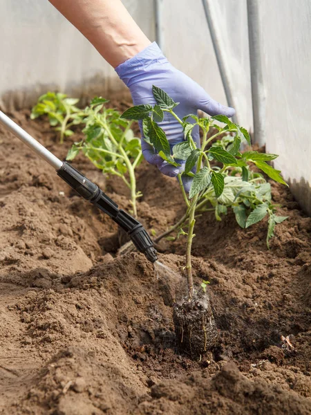 Gärtnerin Die Wurzeln Von Tomatensetzlingen Vor Krankheiten Und Schädlingen Behandelt — Stockfoto