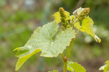 Yazın başında üzüm bağında olgunlaşmamış bir demet üzüm. Çiçek açmadan önce bir demet üzüm. Sığ alan derinliği.