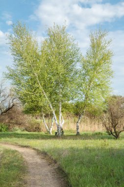 Huş ağaçları, yeşil tarlalar ve arkalarında bulutlu mavi gökyüzü olan toprak bir yol. Kırsal alan.