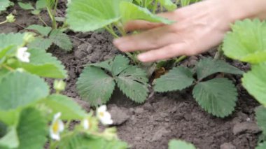 Mavi eldivenli çiftçi, mantar hastalığından korunmak için çiçekli bir çilek çalısı üzerinde hastalıklı yaprakları koparıyor.