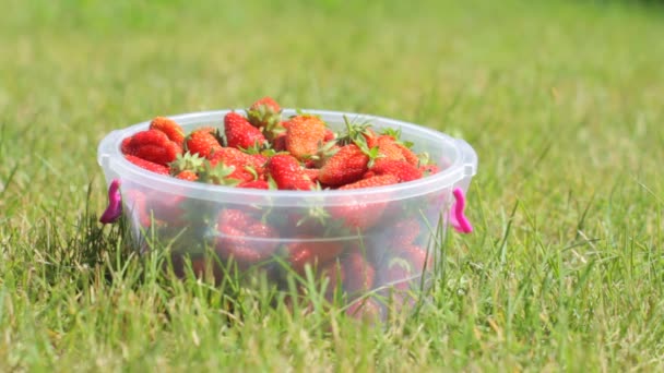 女性農家は新鮮な赤い熟したイチゴを選んでおり プラスチック製のボウルに入れています 背景の緑の草 庭の果実の夏の収穫 — ストック動画