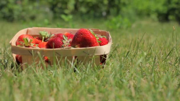 Hombre Agricultor Está Recogiendo Fresas Frescas Rojas Maduras Está Puttiing — Vídeos de Stock