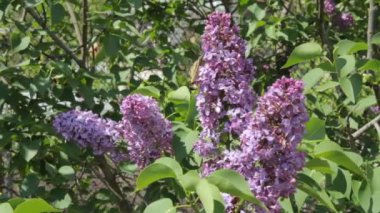 Güneşli bir günde mor bir leylak çalısı üzerinde uçan ve çiçeklerden polen toplayan güzel kelebek..