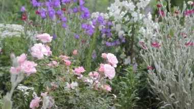 Çiçek açan güller, yasemin çiçekleri ve yaz bahçesinde hafif rüzgarla tomurcuklanan diğer çiçekler..