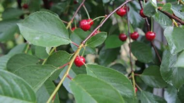 Olgun kırmızı kirazlar ve yapraklar bir yaz günü yağmurdan sonra su damlalarıyla.