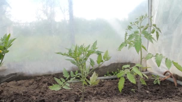 Tomatplantor Som Växer Växthuset Odling Tomater Trädgården — Stockvideo