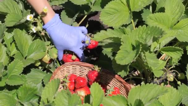 Vrouwelijke Boer Plukt Rode Rijpe Aardbeien Zet Een Houten Mandje — Stockvideo