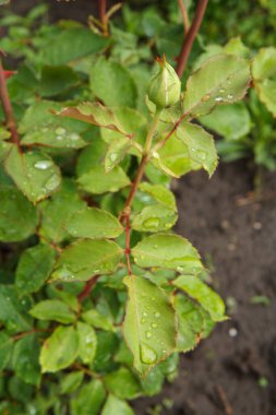 Bulanık doğal arka planda yaprakları olan uzun saplı gül tomurcuğu. Sığ alan derinliği.