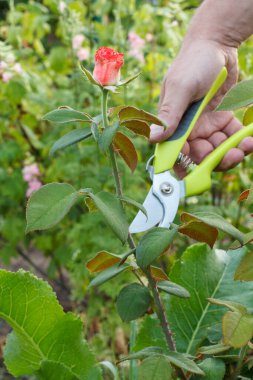 Kırmızı gül çiçeği ve erkek eli arka planda bulanık yeşil bitkilerle birlikte yaz bahçesinde. Sığ alan derinliği.