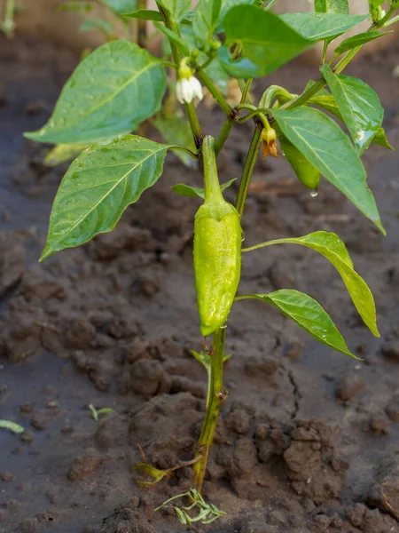 Young Bell Pepper Growing Bush Garden Bulgarian Sweet Pepper Plant — Stock Photo, Image