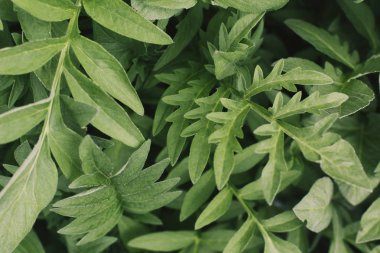 Leuzea bırakır. Bitkilerin yeşil. doku