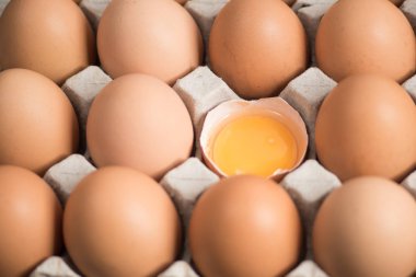 Taze yumurta yumurta panelinde.