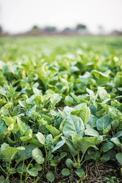 Sebzelerde taze sebzeler.